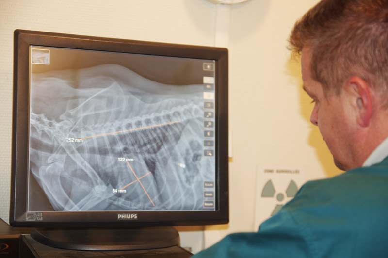 Photo d'une analyse de radiographie par un vétérinaire